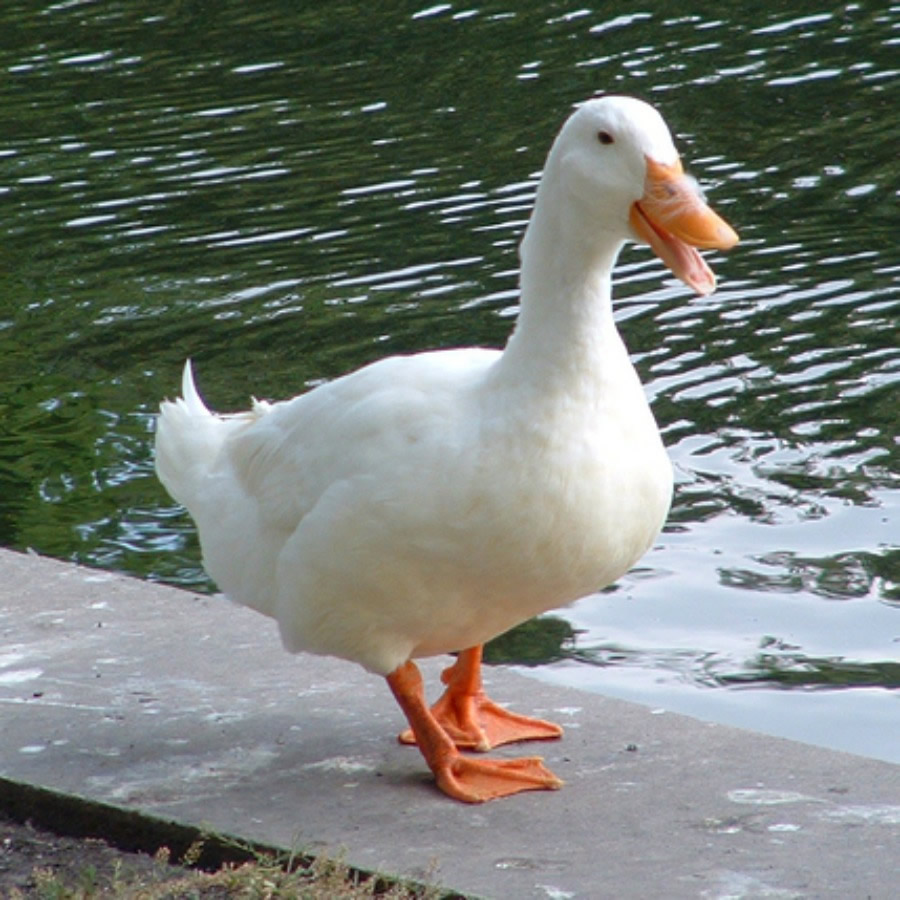 kacsa